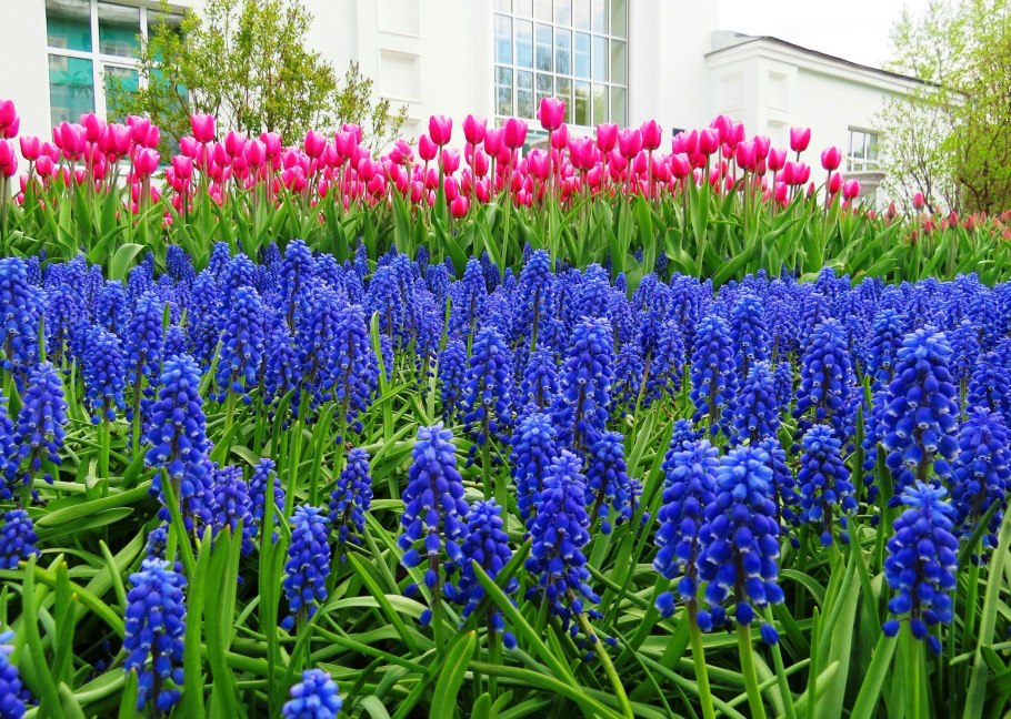 Крокосмия монтбреция Люцифер