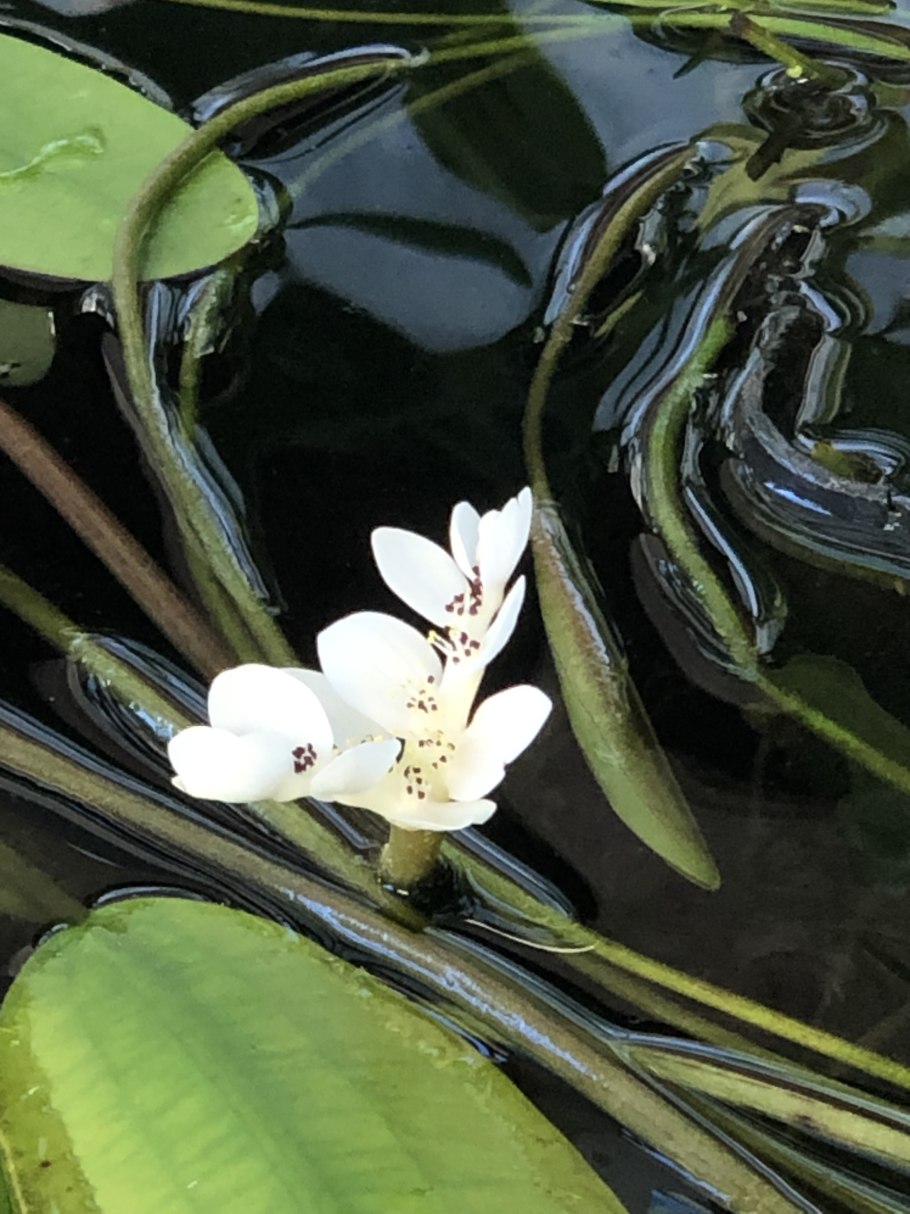 Aponogeton distachyos