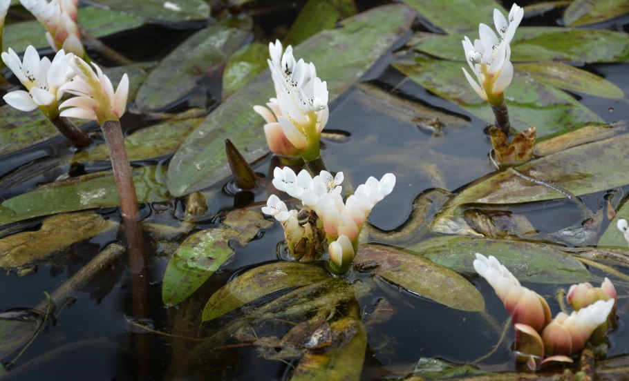 Апоногетон волнистый