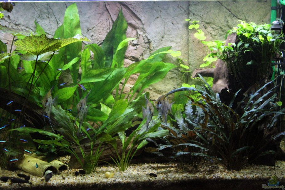 +"Aponogeton dioecus"