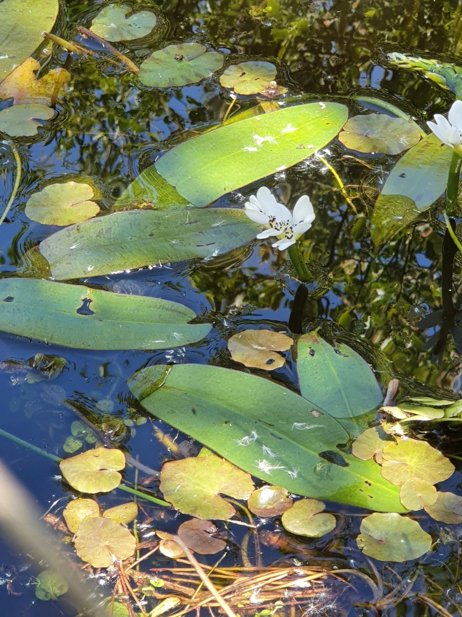 Апоногетон Криспус