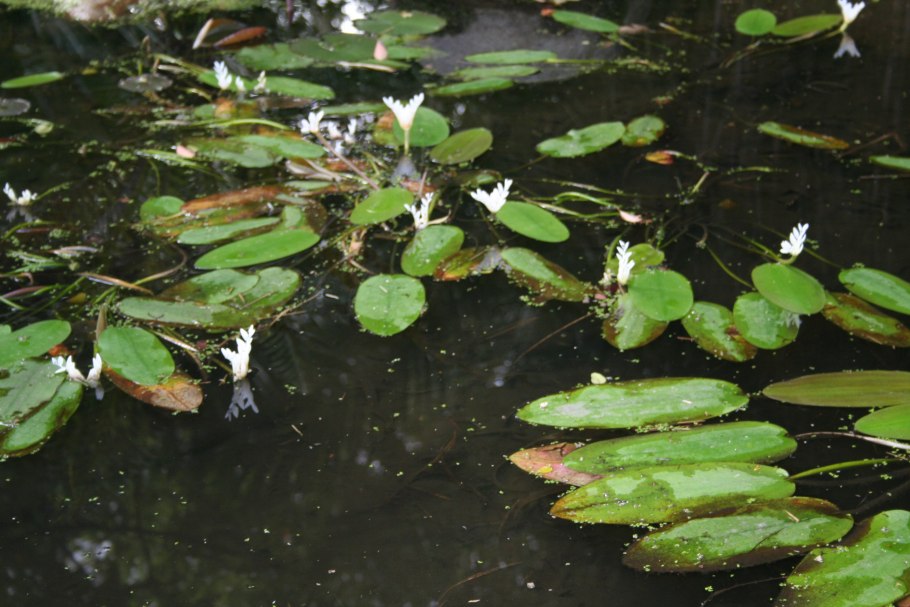 Апоногетон двуколосый фото