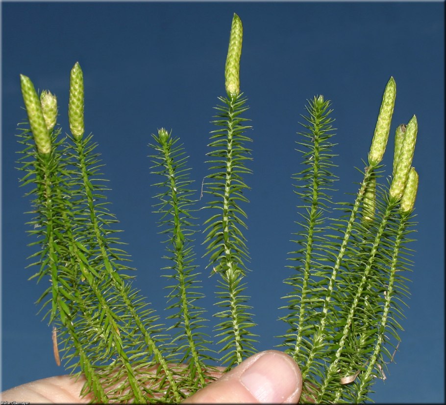 Плаун булавовидный Lycopodium clavatum l.