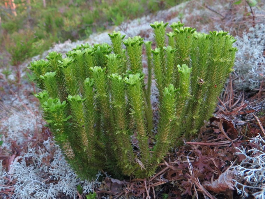 Плауна Lycopodium annotinum
