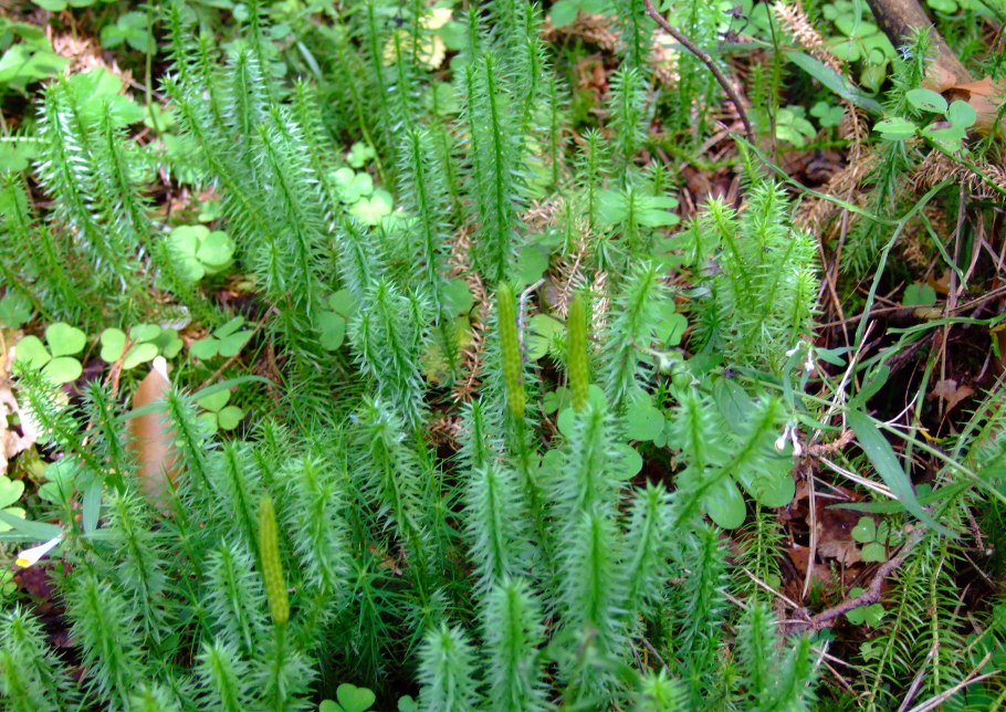 Плаун годичный( Lycopodium annotinum l.)