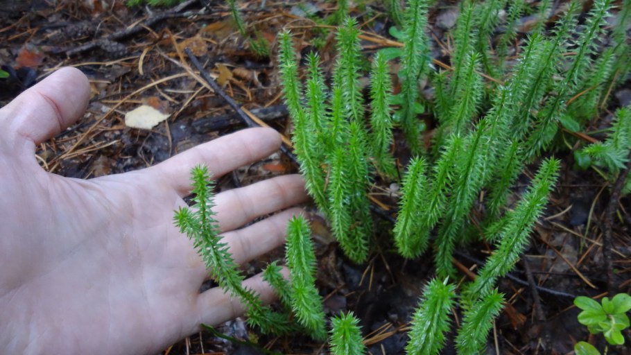 Плаун годичный Lycopodium annotinum l. 2