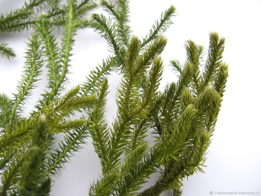 Плаун булавовидный (Lycopodium clavatum)