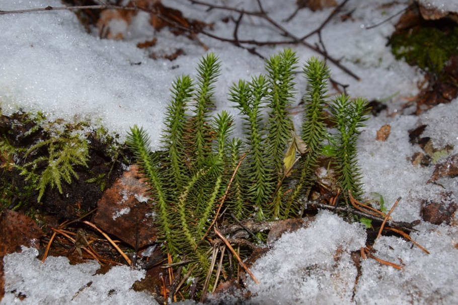 Плаун годичный Lycopodium annotinum l. 2