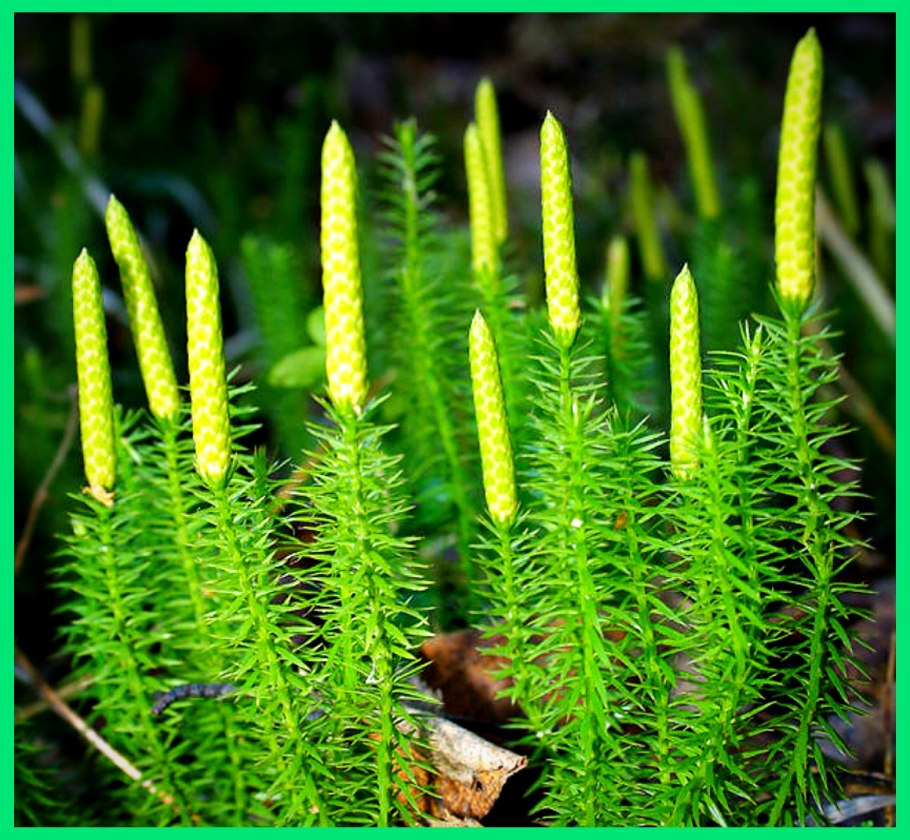 Lycopodium annotinum