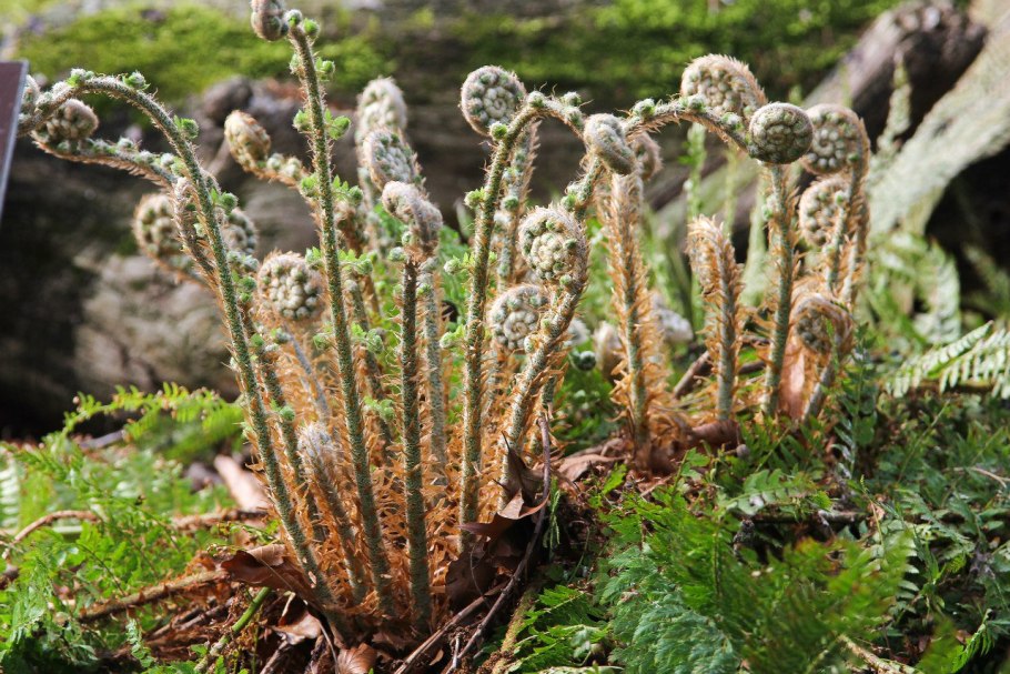 Высшие споровые растения мхи плауны папоротники