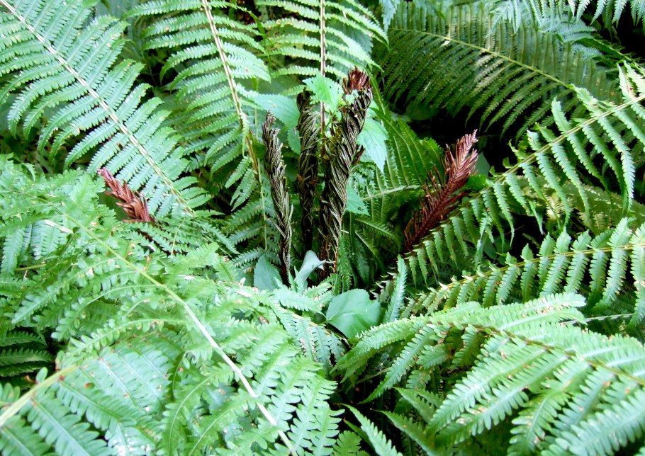 Древние споровые