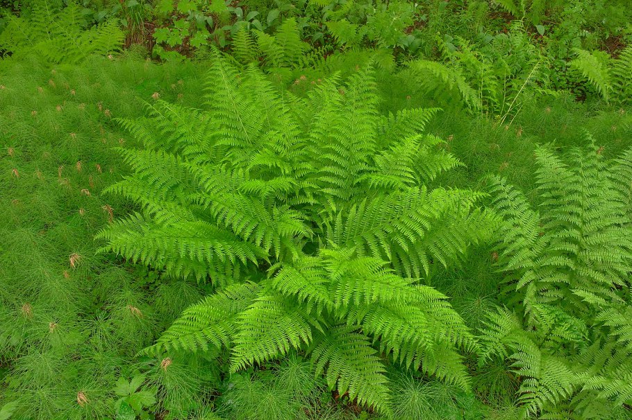 Лесной папоротник страусник
