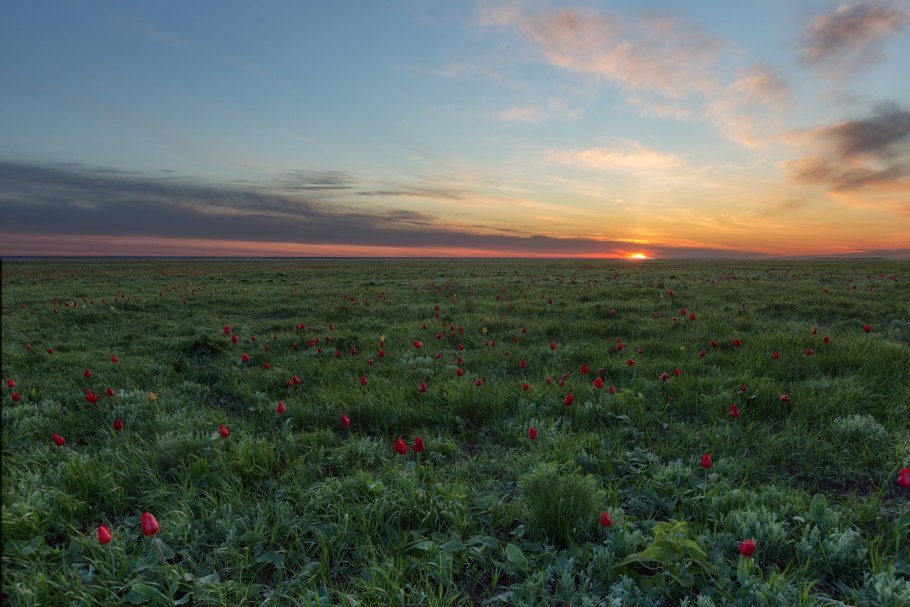 Ковыль в Калмыкии