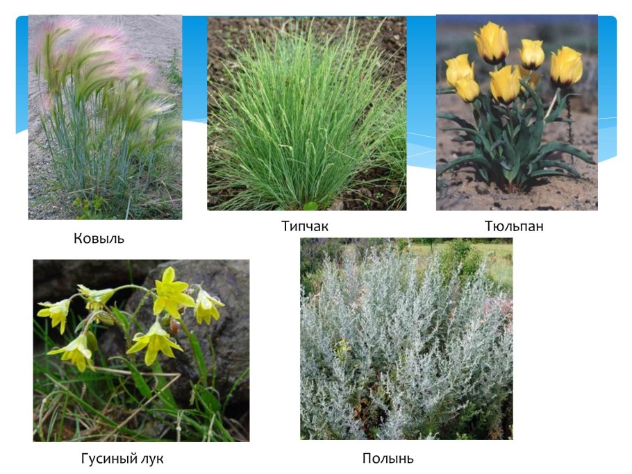 Ковыль типчак полынь