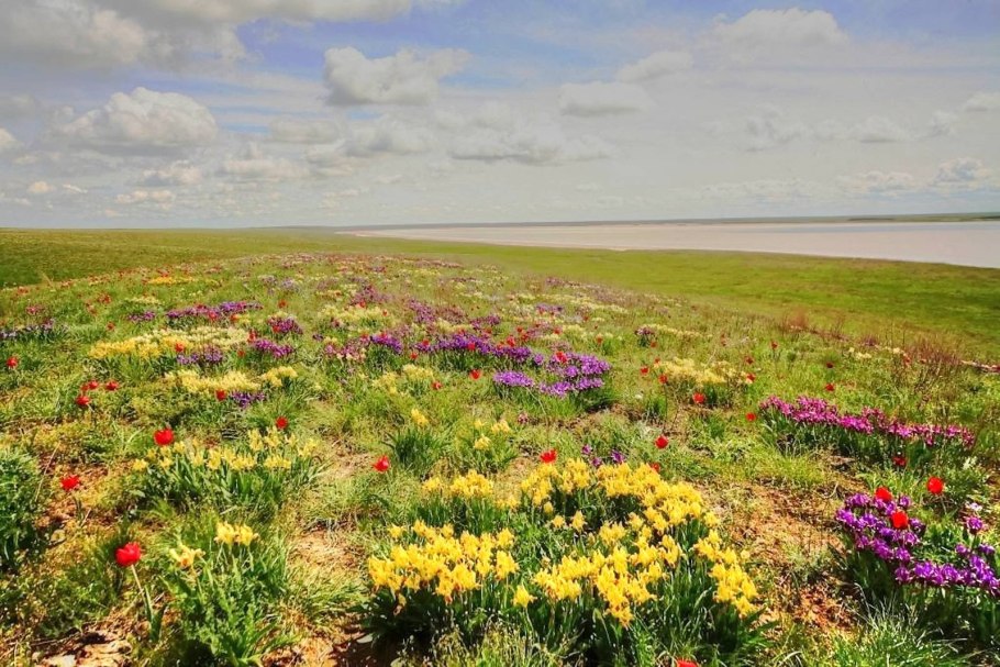 Донской ковыль степь