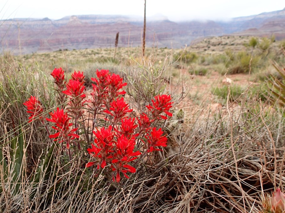 Кастиллея (indian paintbrush)