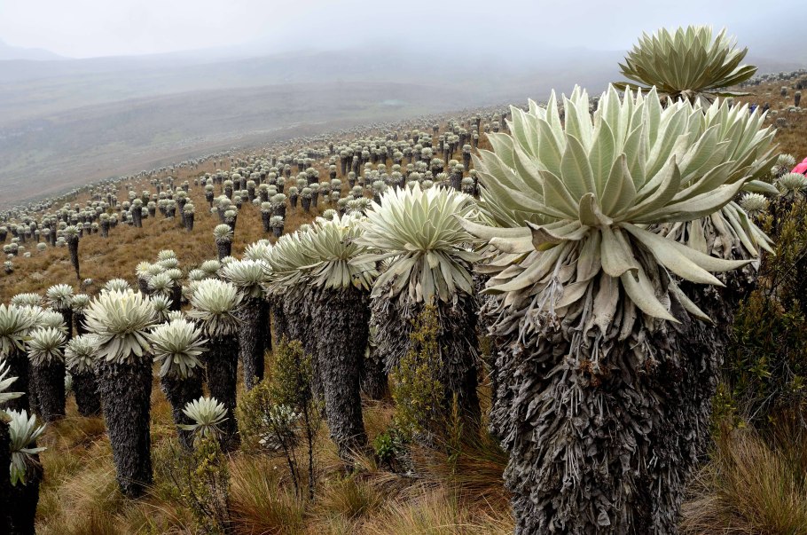 Кактусовая аллея Калифорния
