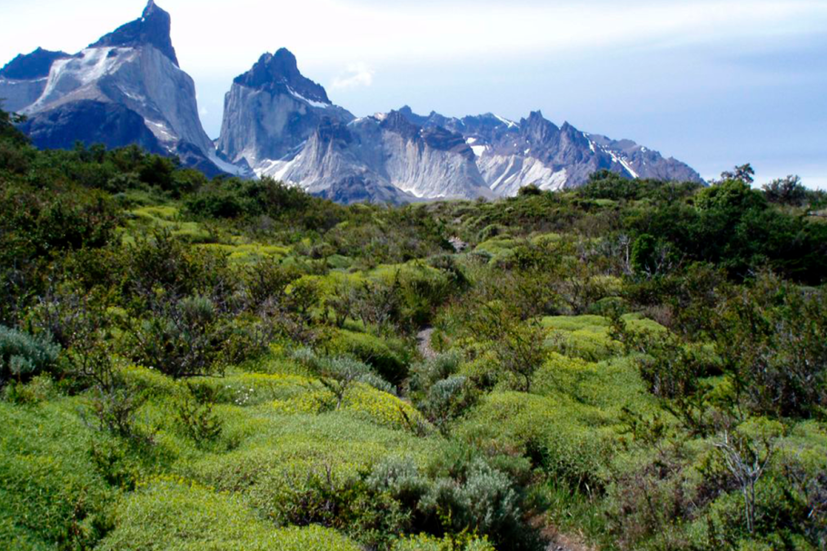 Кактус цереус Боливия