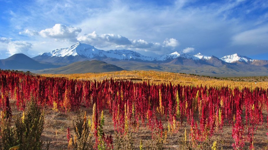 Новая Зеландия древовидные папоротники