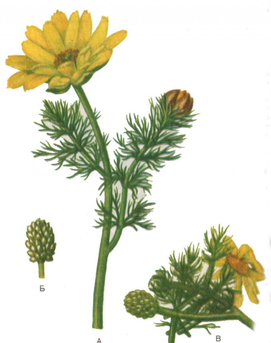 Адонис весенний Фармакогнозия