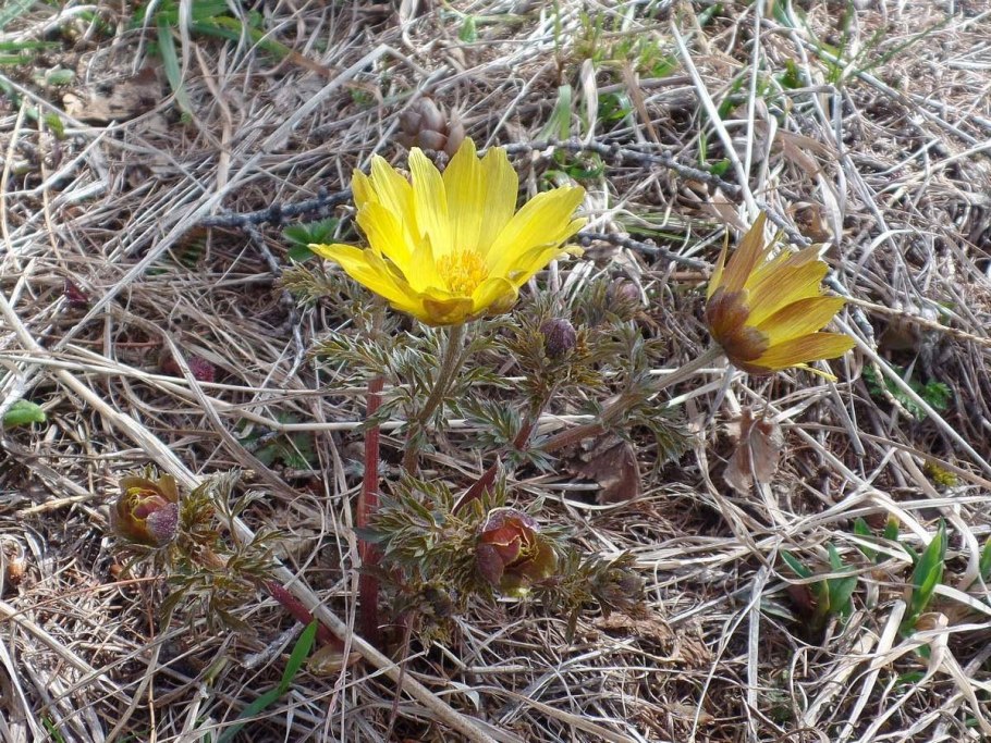 Адонис весенний горицвет