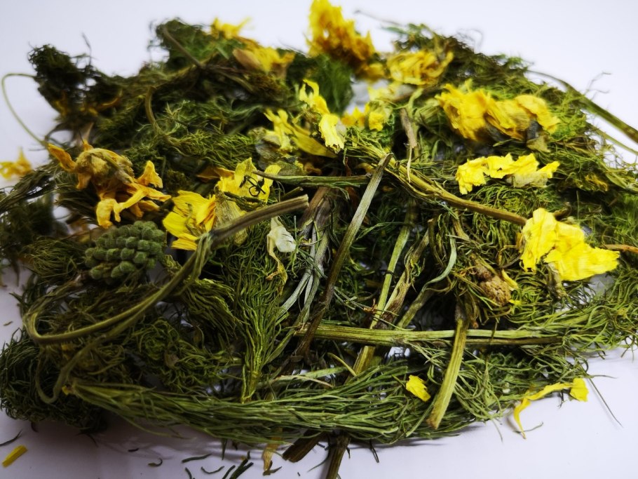 Цветок адонис весенний