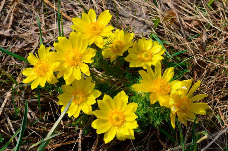 Адонис цветок желтый