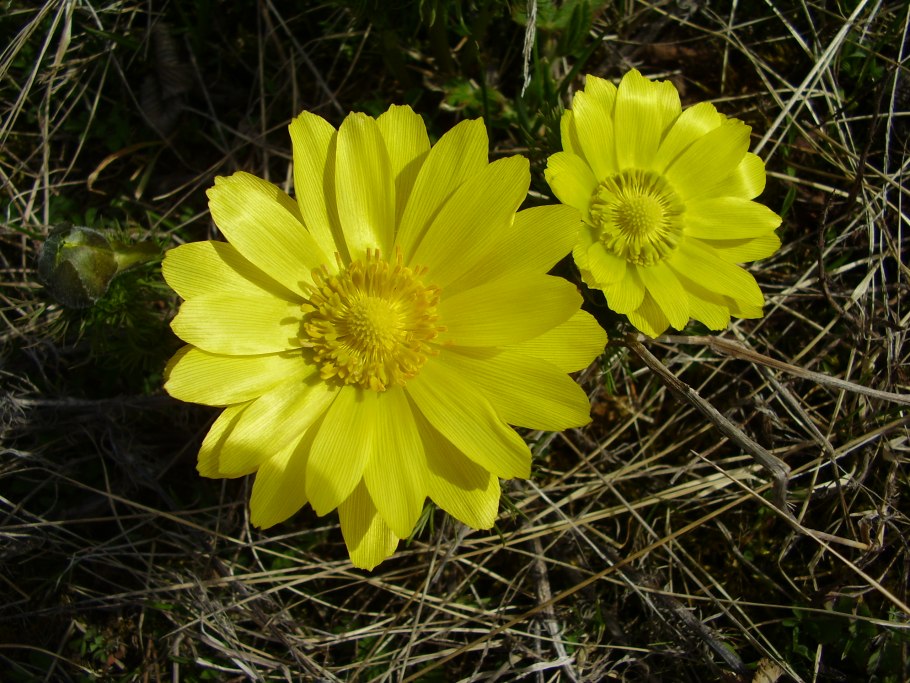 Адонис весенний горицвет