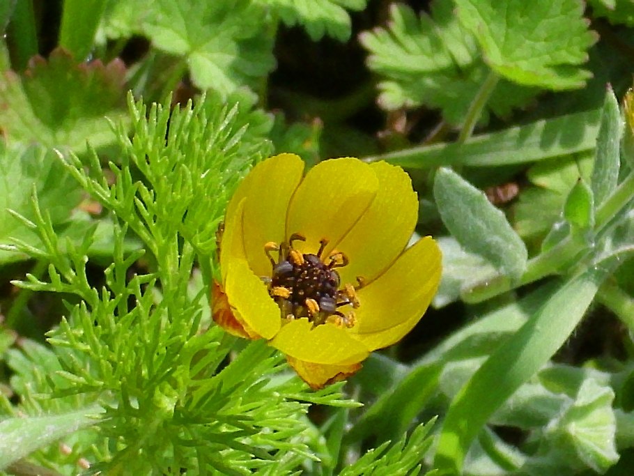 Adonis microcarpa