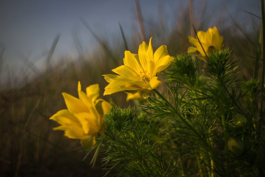 Горицвет весенний соцветие