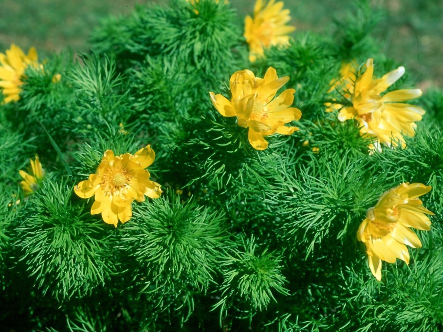 Адонис весенний (Adonis vernalis)