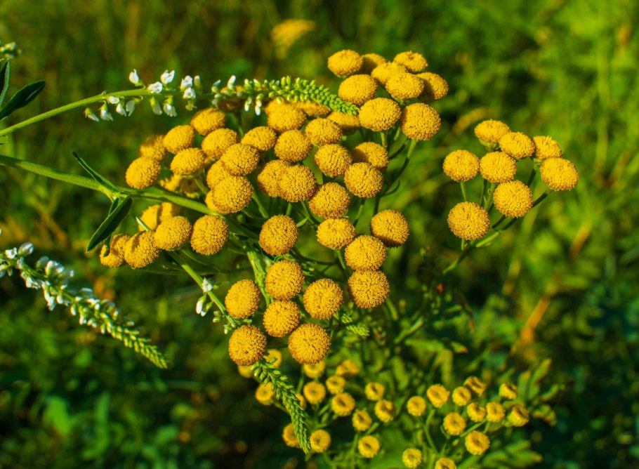 Пижма обыкновенная
