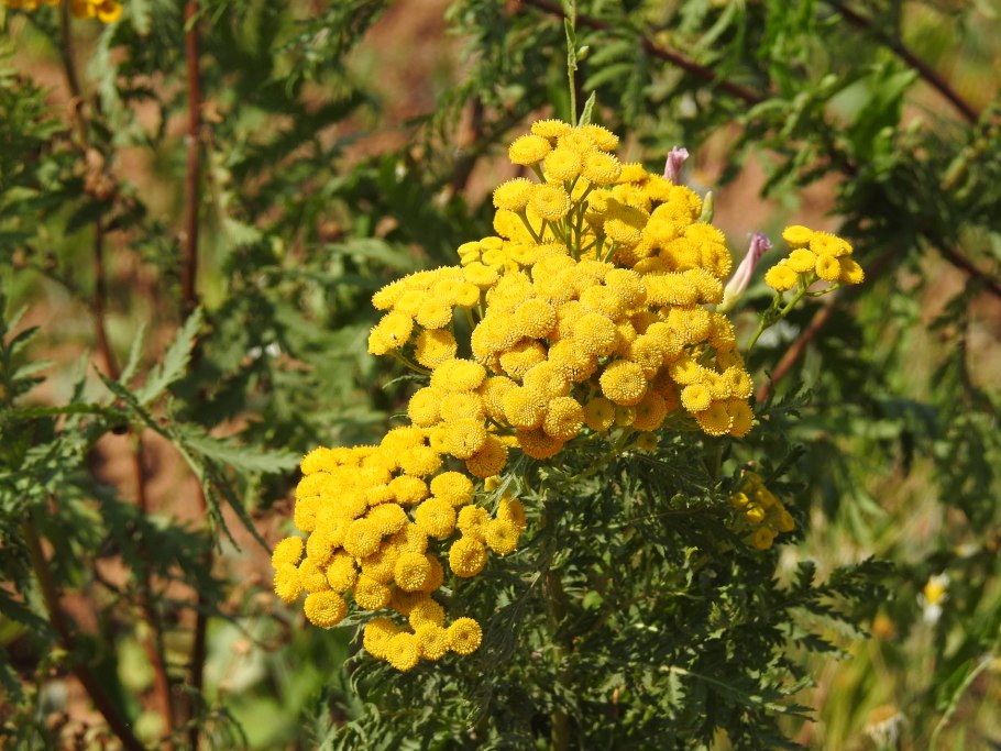 Пижма обыкновенная, Дикая Рябинка