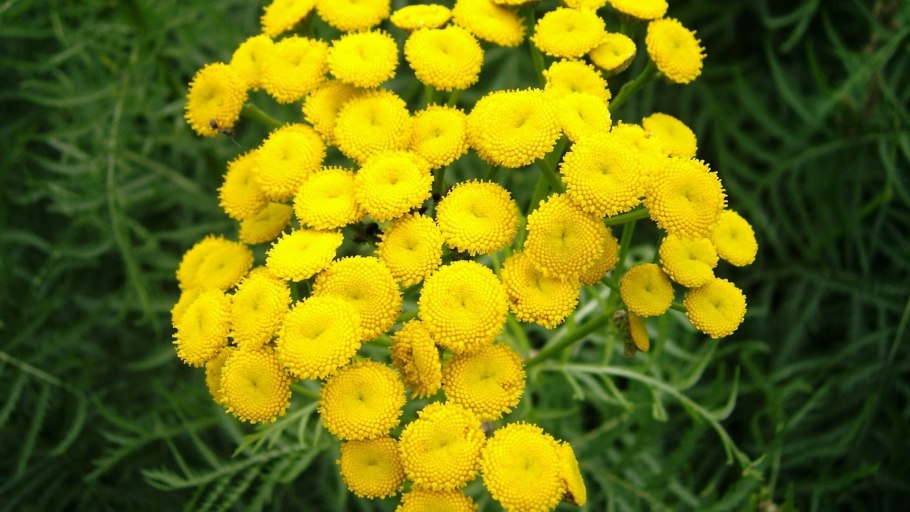 Пижма обыкновенная (Tanacetum vulgare l.)