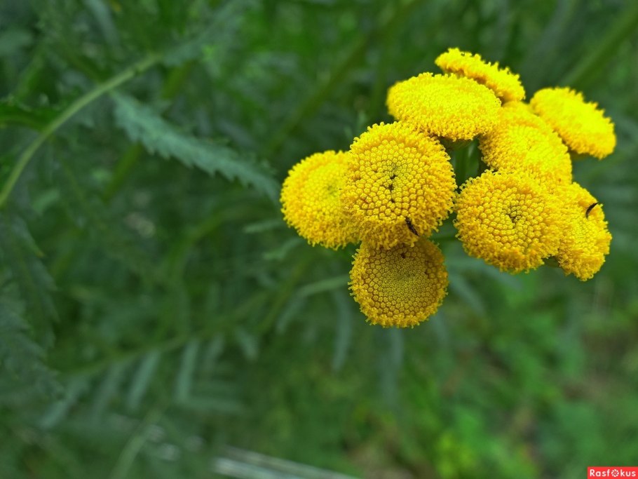 Пижма обыкновенная (Tanacetum vulgare)
