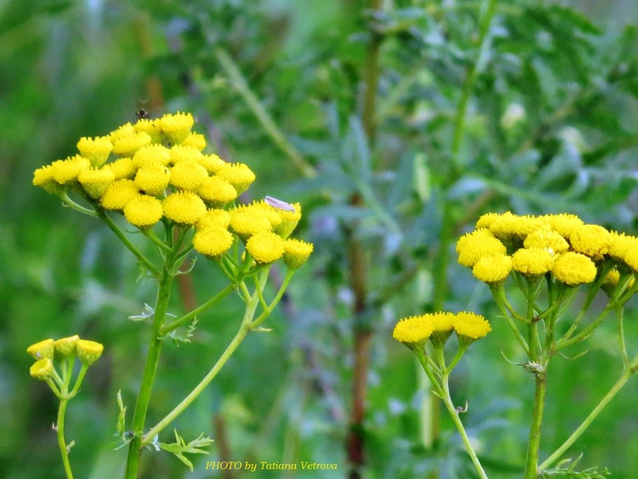 Пижма обыкновенная (Tanacetum vulgare l.)