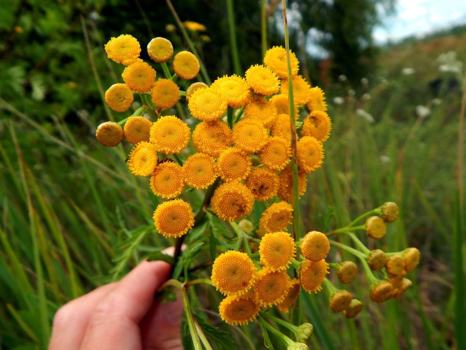Tanacetum vulgare l. нарисованный