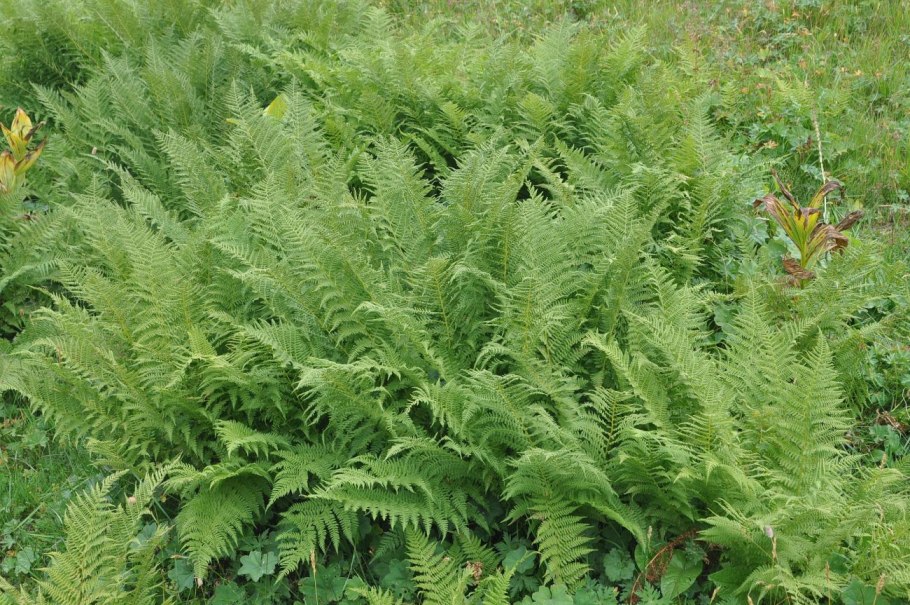 Папоротник Athyrium