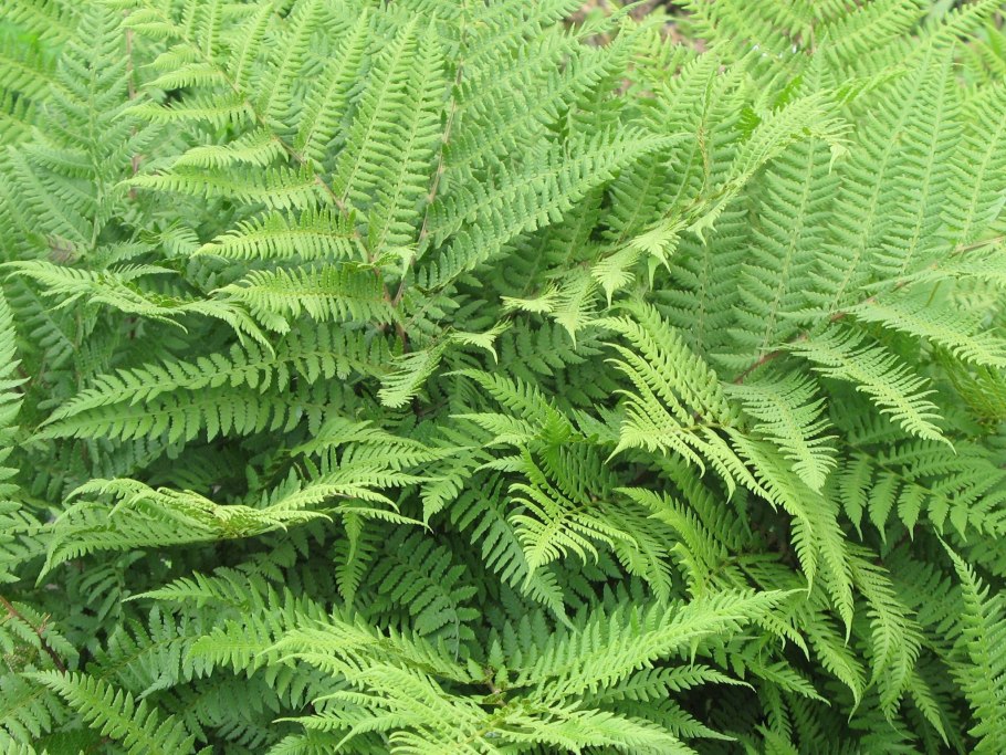 Папоротник кочедыжник