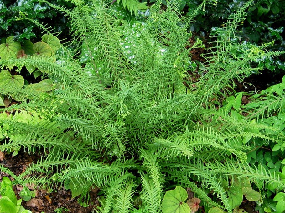 Папоротник Athyrium filix-Femina