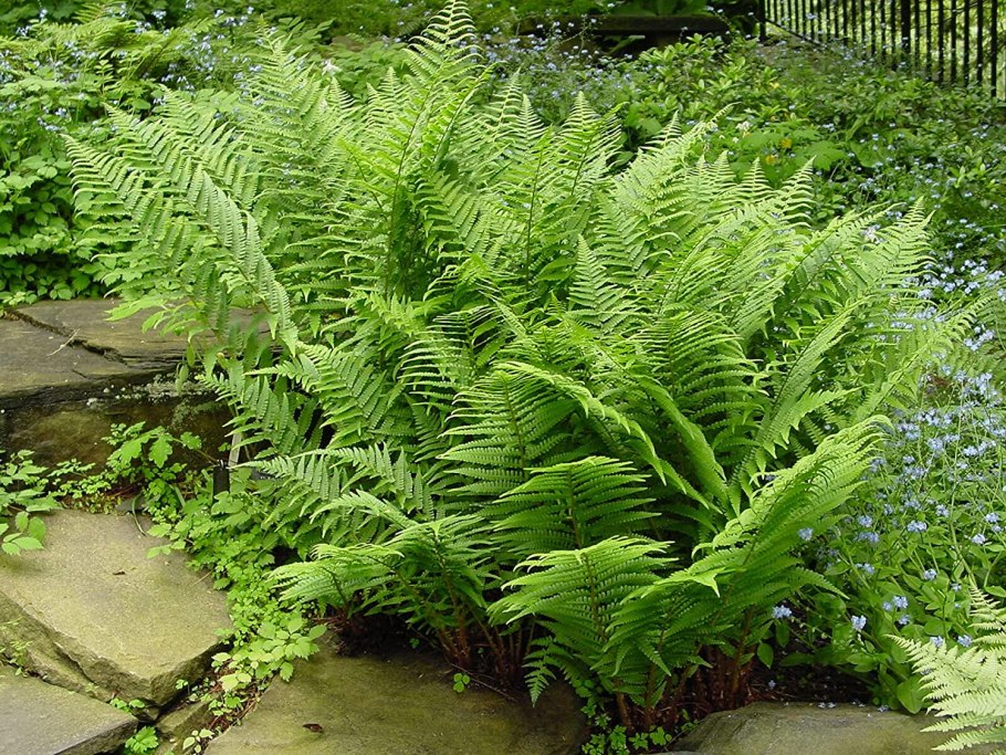 Кочедыжник ниппонский