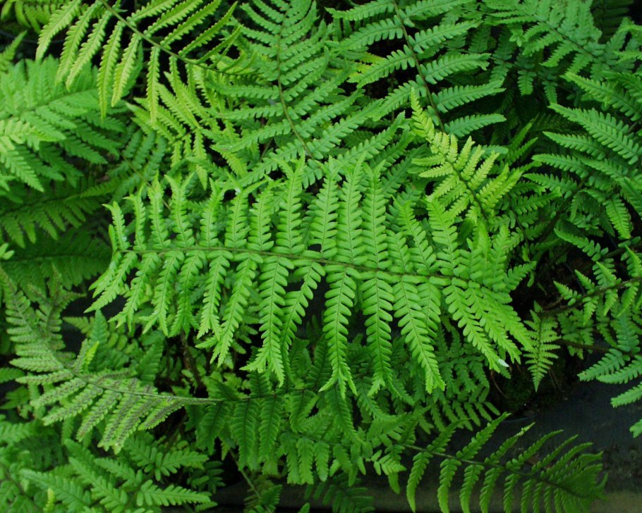 Папоротник Athyrium