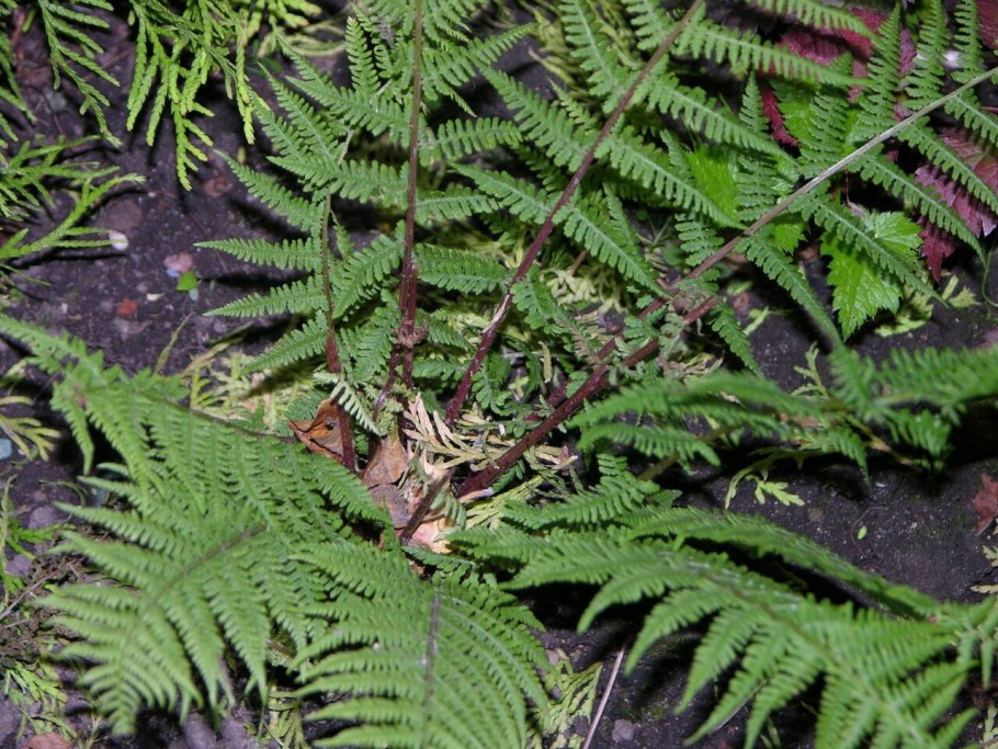 Папоротник кочедыжник
