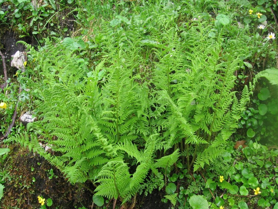 Кочедыжник обыкновенный