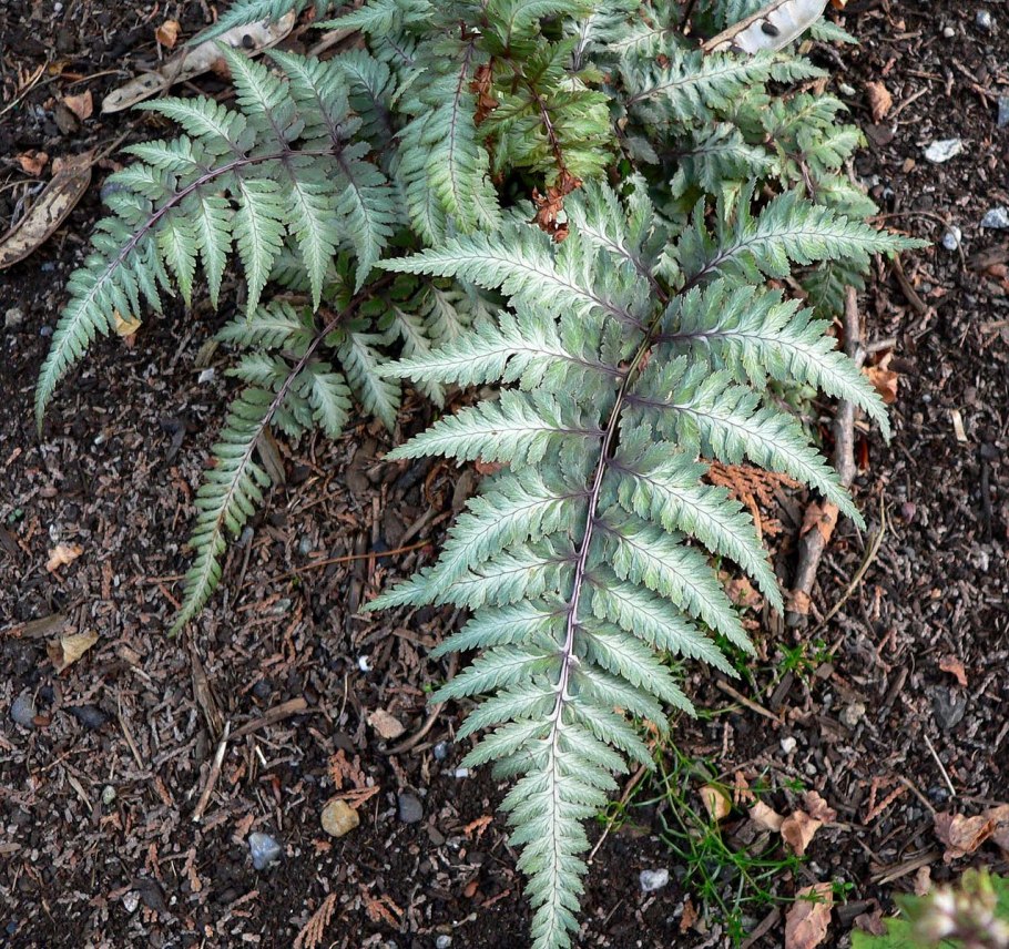 Athyrium filix-Femina victoriae