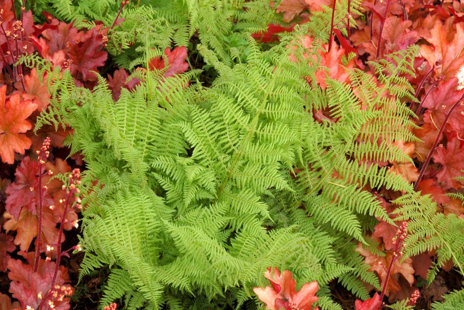 Папоротник кочедыжник