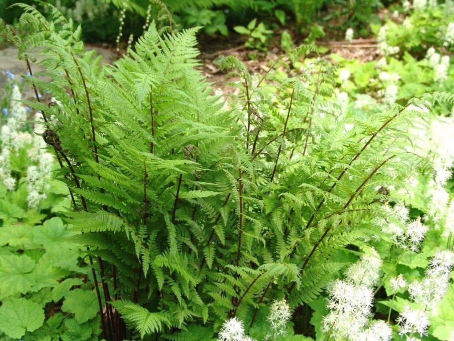 Кочедыжник дресс Даггер