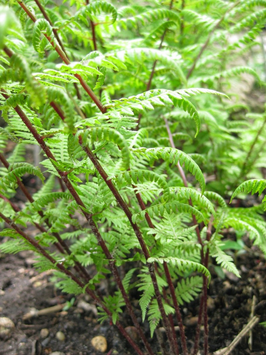 Кочедыжник ниппонский (папоротник) "Metallicum"