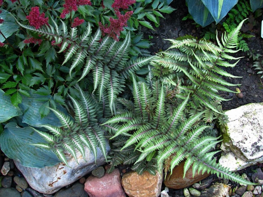 Папоротник Athyrium filix-Femina