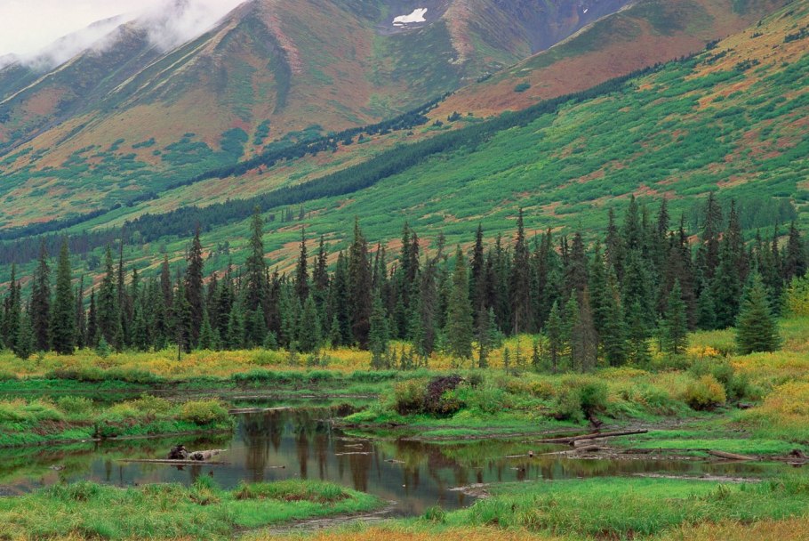 Байкальский кустарник